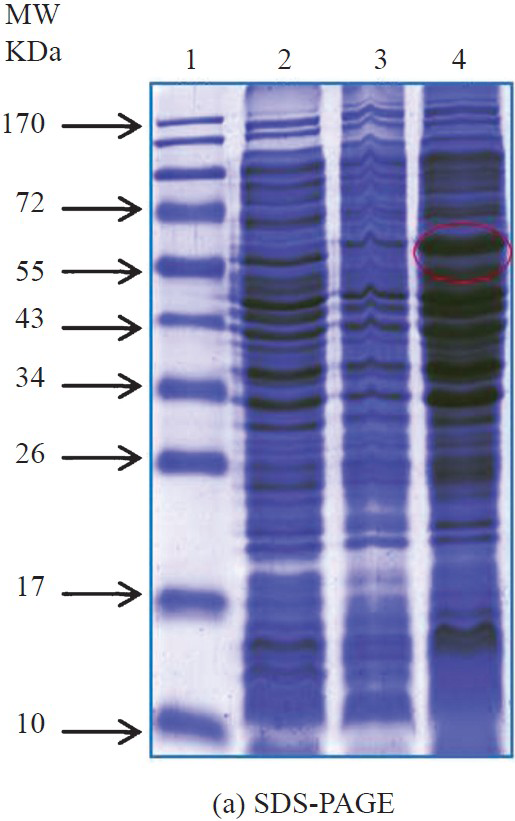 SDS-PAGE profile for the localization of recombinant lethal toxin protein. Lane 1- Protein molecular weight marker(kDa); Lane 2: E. coli SG 13009 (uninduced); Lane 3: Induced cell pellet after sonication; Lane 4: supernatant after sonication.