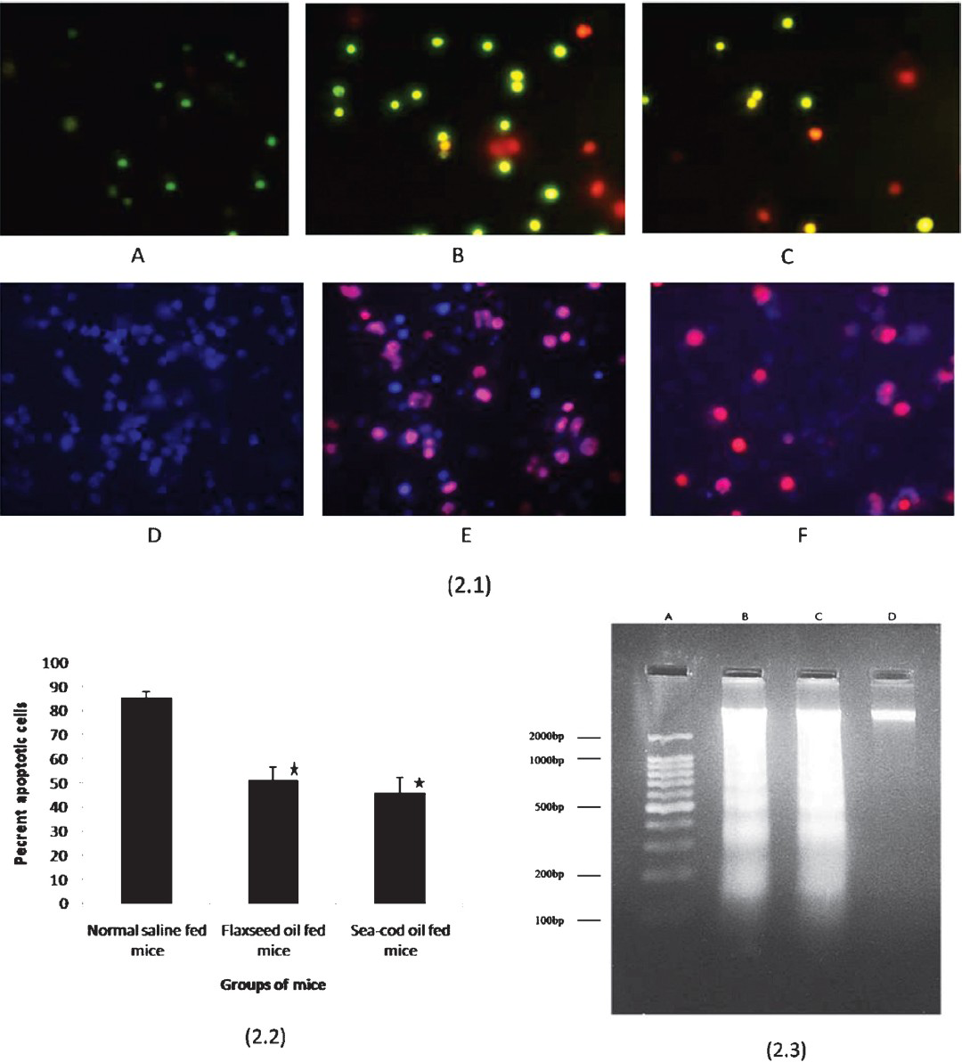 Representative photographs showing presence of apoptotic cells (2.1) and per cent of apoptotic cells (2.2) among alveolar macrophage obtained from normal as well as n-3 PUFA fed mice on interaction with S. pneumoniae in vitro. Macrophages were stained with acridine orange plus ethidium bromide and Hoechst-33342 plus propidium iodide. (2.1 A, D: macrophages from normal mice (negative control); 2.1 B, E: macrophages from normal mice after interaction with S. pneumoniae (positive control); 2.1 C, F: macrophages from n-3 PUFA supplemented mice after interaction with S. pneumoniae). Live cells stain green or blue; necrotic cells stains orange-red or red; apoptotic cells stain greenish yellow or pink depending on the stain used. DNA ladder formation (2.3) in alveolar macrophages obtained from normal as well as n-3 PUFA fed mice upon exposure to whole cells of S. pneumoniae (Lane A: 100bp DNA ladder marker; Lane B: DNA of alveolar macrophages extracted from flaxseed oil supplemented mice; Lane C: DNA of alveolar macrophages extracted from sea cod oil supplemented mice showing characteristic ladder formation; Lane D: DNA of alveolar macrophages extracted from normal mice (negative control).