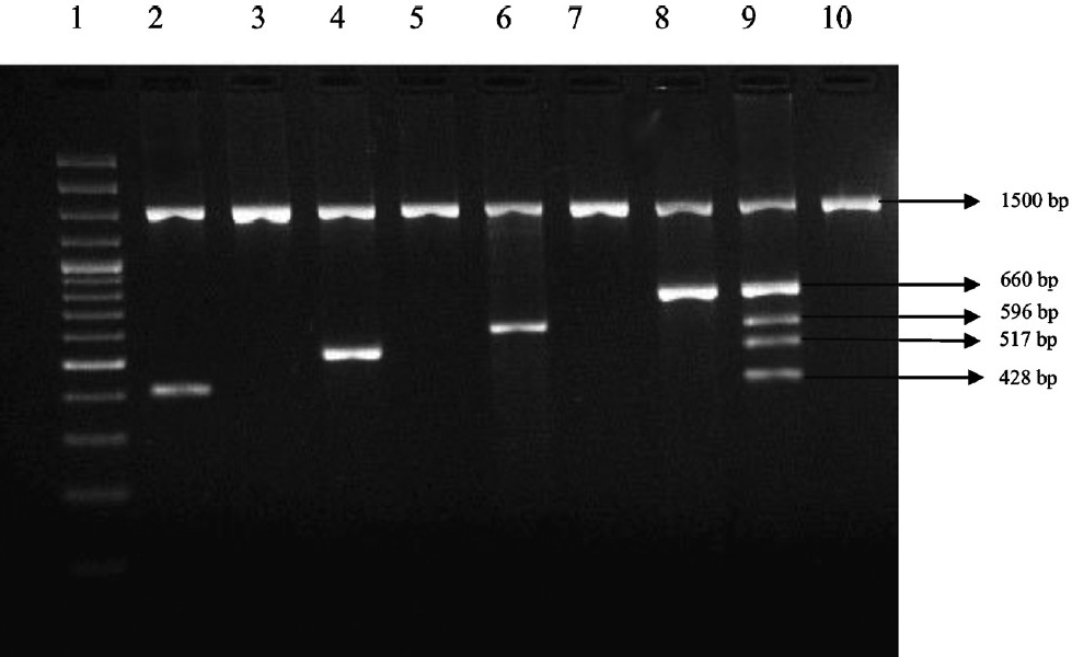 Cross-reactivity testing of the mPCR with closely related organisms. Lane 1: 100 bp DNA ladder, Lane 2: Burkholderia pseudomallei, Lane 3: Burkholderia mallei, Lane 4: Y. pestis, Lane 5: Y. pseudotuberculosis, Lane 6: Bacillus anthracis, Lane 7: Bacillus cereus, Lane 8: Brucella mellitus, Lane 9: Multiplex positive control. Lane 10: Y. enterocolitica.