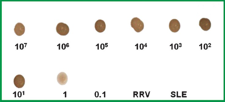 The sensitivity of the CHIKV E1 gene specific DNA probe as determined with serial 10-fold dilutions ranging from 107 to 0.1 copy number of standard strain of chikungunya virus. The detection limit of the DNA probe was found to be 10 copy number indicated by the appearance of faint dot. No dot was appeared in RRV and SLE viruses.