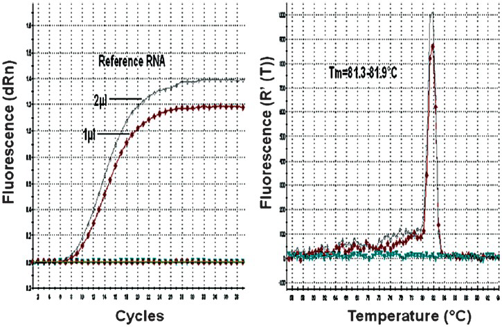 Real-time kinetics of CHIKV E1 gene specific SYBR Green I based real-time RT-PCR showing the amplification and dissociation curve. A. Amplification plot. B. Melting curve analysis depicting dissociation plot.