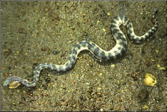 Beaked sea snake (Enhydrina schistosa): the snake (courtesy of Mark O’shea).