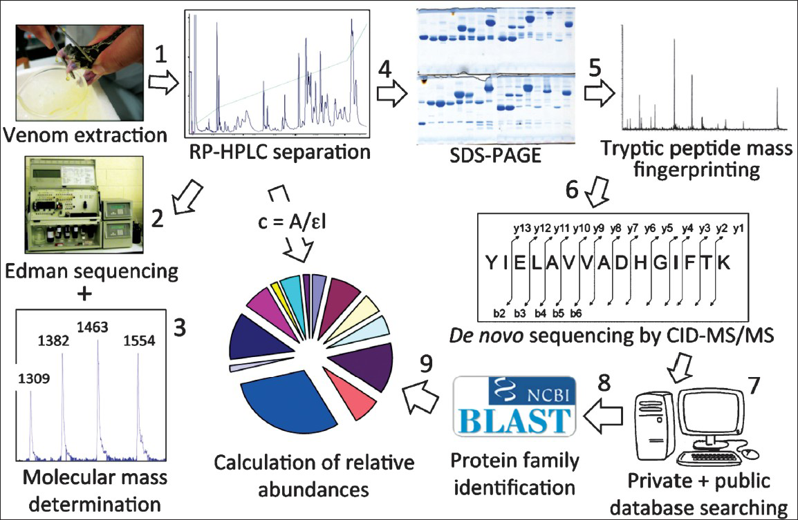 Venomics workflow. The bottom-up venomics approach includes an initial step of fractionation of the crude venom by reverse-phase (RP) HPLC (1) followed by the initial characterisation of each protein fraction by means of N-terminal sequencing (2), mass determination by MALDI- or ESI-MS (3), and SDS-PAGE (4). Tryptic peptides generated by in-gel digestion of electrophoretic bands are subjected to peptide mass fingerprinting (5), and de novo peptide sequencing by collision-induced dissociation (CID)-tandem mass spectrometry (MS/MS) (6). MS/MS-derived amino acid sequences are assigned to toxins/toxin families by database searching (7) and BLAST analysis (8). Structural assignments and the relative abundance of the venom's toxin families are integrated into a pie chart (9). Pie charts offer a simple way of displaying the toxin profile of a venom and represent an intuitive method for comparing quantitative data across different taxa.