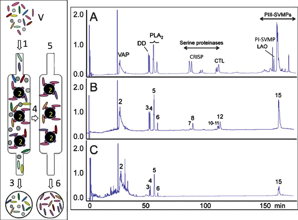 Antivenomics workflow. Left panel, whole venome (V) is applied to an immunoaffinity column (1) packed with antivenom antibodies immobilized onto Sepharose beads (2). After eluting the non-binding fraction (3), the column is thoroughly washed with equilibration buffer (4) and the immunocaptured proteins eluted (6) with elution buffer (5). Right display, panels A-C show, respectively, reverse-phase chromatographic separations of the components of whole venom, the fraction retained and subsequently recovered from the antivenom affinity matrix, and the non-immunocaptured venom fraction. Proteins within the immunocaptured and the flow-through fractions are identified by the venomics approach schematically displayed in Fig. 7.