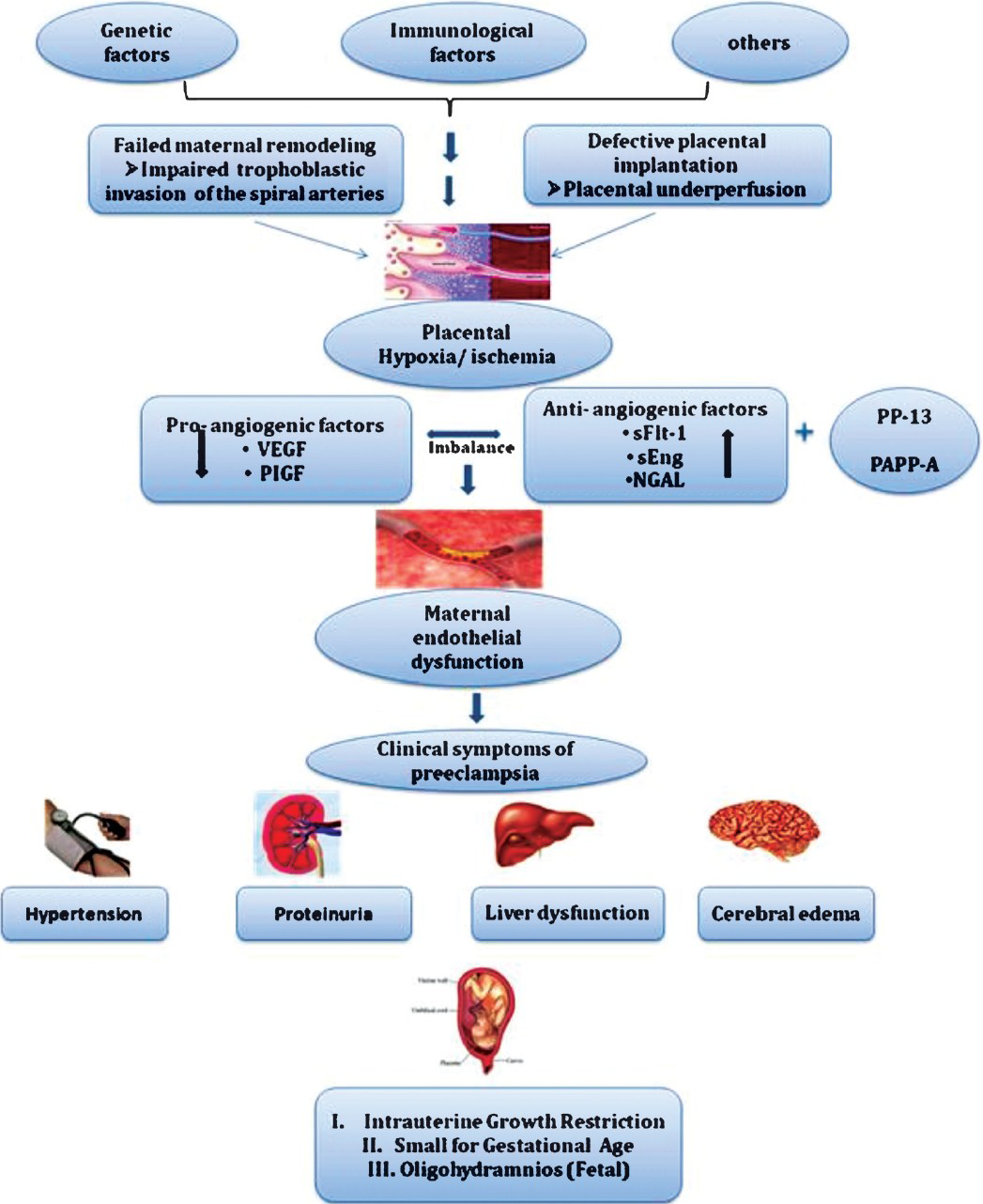 Flow diagram showing process of pathogenesis of pre-eclampsia.