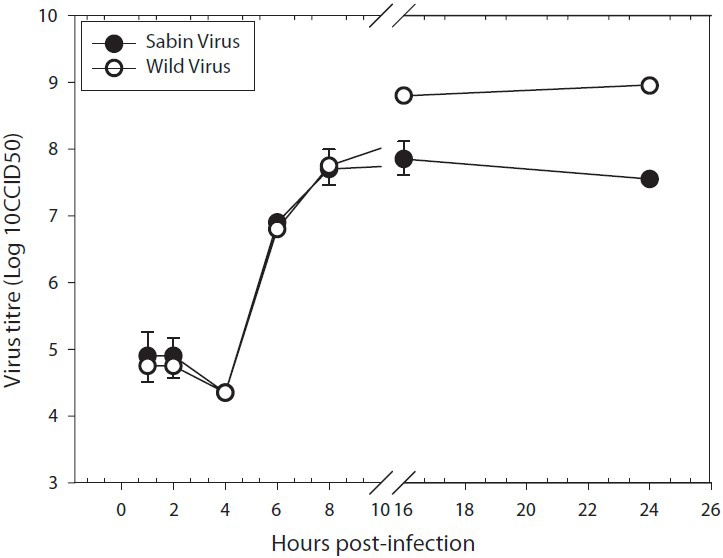 One step growth curve of Sabin type and wild type polioviruses in human neuronal cell lines. Single-step growth was measured under the infection and culture conditions described in Material & Methods. The curves were plotted based on the mean ± SE of virus titre in three independent experiments for each strain. The virus titre differs significantly at 16 h (P<0.02) and 24 h (P<0.02).