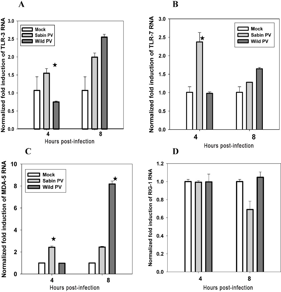 Increased m-RNA expression of (A) TLR3, (B) TLR7, (C) MDA-5, and (D) RIGI following Sabin PV infection of neuronal cells at early stages analyzed by real time PCR method. Data are presented as the fold induction of each gene of interest relative to uninfected control. Data are (mean ± SE) representative of three independent experiments. The asterisks indicate P<0.001 (A, B and C) between expression by Sabin and wild PV.