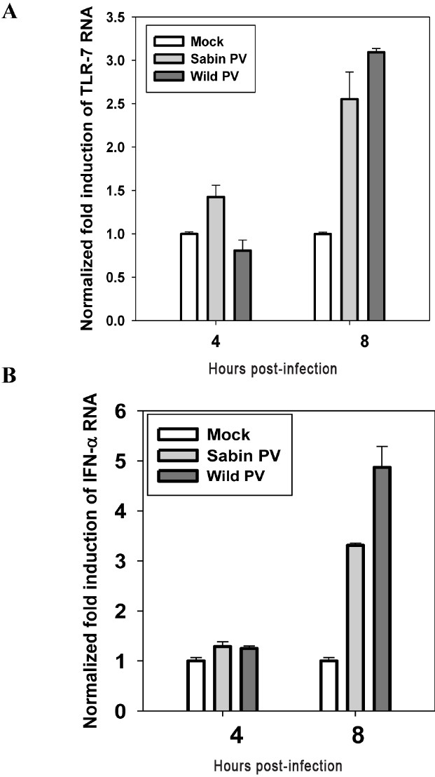 Expression of (A) TLR7 and (B) IFN-α in RD cell line (human muscle cells) following wild PV and Sabin PV infection as analyzed by real time PCR method. Data are presented as the fold induction of each gene of interest relative to un-infected control. Data are (mean ± SE) representative of three independent experiments. Statistical analysis was completed by Students “t” test.