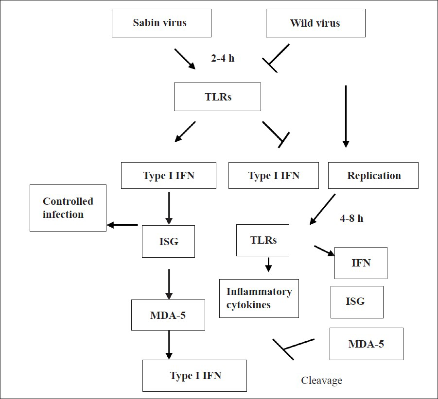 Schematic representation of the possible hypothesis of poliovirus infection by TLR induction in SK-N-SH cells. Infection of Sabin PV to neuronal cells induces TLR expression, which subsequently induces IFN-α/β and Interferon stimulating genes (ISG) leading to controlled replication at the early stage of infection (2-4 hpi). Infection with wild virus does not induce sufficient TLRs and Interferons to restrict the replication at the early stage. However after 4-6 hpi wild viruses produce significantly high amount of TLRs and Interferons and other cytokines, which possibly induces inflammatory cytokine secretion. Cleavage of MDA5 (Melanoma differentiation associated protein 5) by wild PVmay also block the type 1 interferon production. So the expression of TLRs at the early stage of infection decides the pathway for Sabin and wild PV.