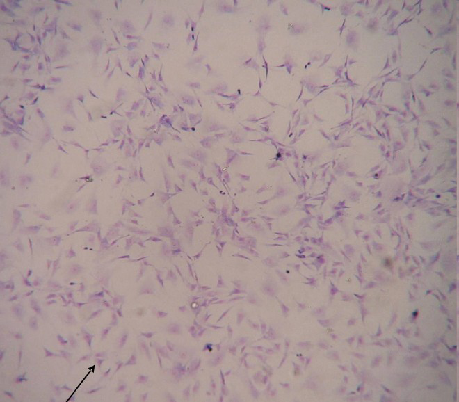 NIV-BtEPC P. ceylonicus monolayer culture, showing heterogeneous cell population (arrow), at P-8, stained with Giemsa stain [100X].