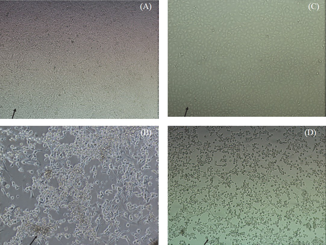 Comparison of susceptibility of Vero E6 and NIV-BtEPC cells after 1 days post infection with Chandipura virus (CHPV). (A) NIV-BtEPC control uninfected cells showing monolayer (arrow) at 10X amplification. (B) NIV-BtEPC cells infected with Chandipura virus showing cell rounding and detachments, foci formation and disintegration of cells monolayer (arrow) at 20X amplification. (C) Vero E6 control uninfected cells showing monolayer (arrow) 10X amplification. (D) Vero E6 cells infected with Chandipura virus showing cell rounding, detachments and disintegration of cells monolayer (arrow) 10X amplification.