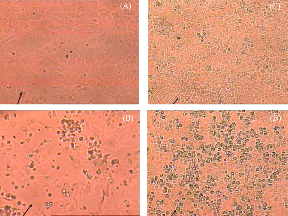 Comparison of susceptibility of Vero E6 and NIV-BtEPC cells after post infection of 3 days with BatAdV. (A) NIV-BtEPC control cells at passage 25 showing monomorphic (arrow) cell sheet at 20X amplification at 20X amplification. (B) NIV-BtEPC cells infected with Bat AdV showing cell rounding and cell clumping and detachment at 3rd PID (arrow) at 20X amplification. (C) Vero E6 control uninfected cells showing monolayer (arrow) at 20X amplification. (D) Vero E6 cells infected with Bat AdV showing cell rounding and cell clumping at 3rd PID (arrow).