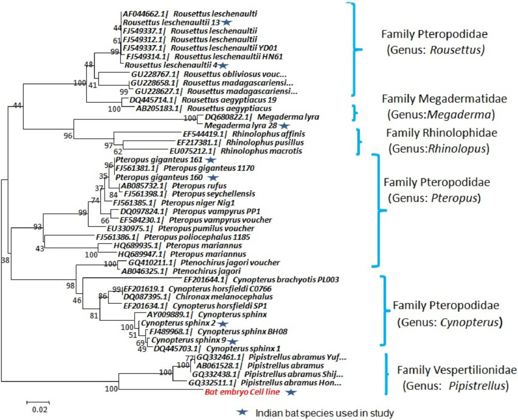 Phylogenetic tree of Cyt-b gene of P. ceylonicus cell line and other bat species collected from India and sequences available from GenBank showing formation of clear grouping of bat cell line sequence among Pipistrellus genus.