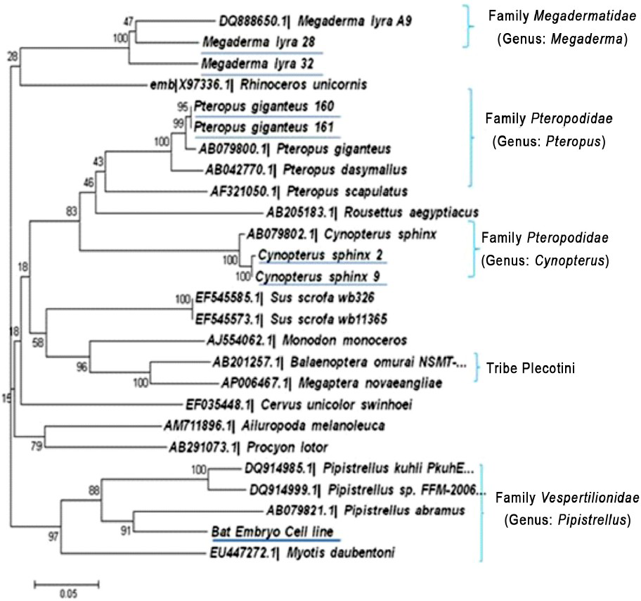 Phylogenetic tree of ND-1 gene of P. ceylonicus cell line and other bat species collected from India showing the formation of separate lineages of genus Pipistrellus sequences.