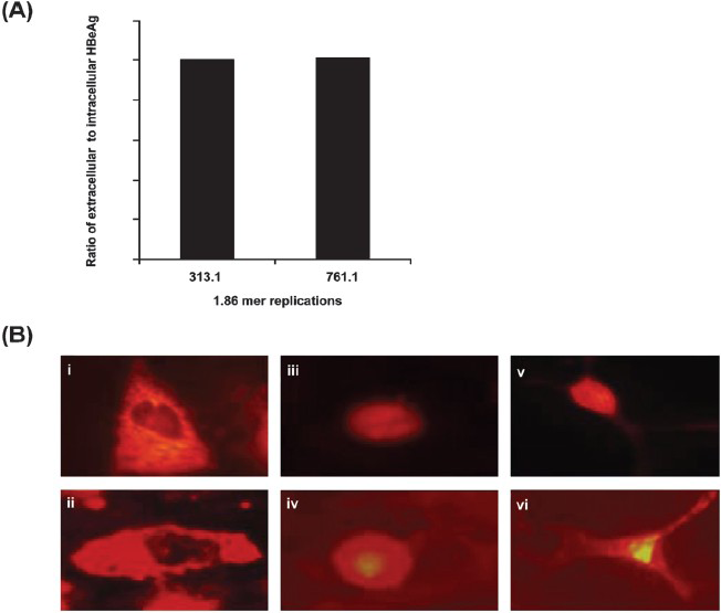 (A) Ratio of extracellular to intracellular HBeAg in Huh7 cells transfected with the 313.1-1.86 and 761.1-1.86 constructs at 48 h post-transfection. (B) Intracellular expression pattern of HBcAg by indirect immunofluorescence in Huh7 cells transfected with the 313.1-1.86 and 761.1-1.86 constructs. The Figure depicts cytoplasmic staining (i, ii), nuclear staining (iii, iv) and combined cytoplasmic and nuclear staining (v, vi) of Huh7 cells transfected with the mutant 313.1-1.86 (i,iii,v) and mutant 761.1-1.86 constructs (ii, iv, vi), respectively for HBcAg.