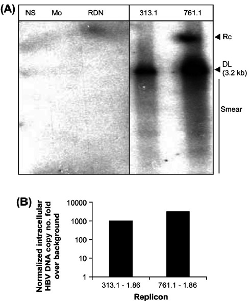 (A) Huh7 cells transfected with the 313.1-1.86 and 761.1-1.86 constructs depicts Southern hybridization of intracellular DNA (Fig. 4A) at 72 h post-transfection. NS: Non specific DNA, Mo:Mock transfection, RDN: cells transfected with replication deficient negative control plasmid pRLnullΔ(77-1246)WTSPGE, M: 100pg marker consisting of linear double stranded fragments of HBV DNA, not shown, 313.1 : cells transfected with 313.1-1.86 construct, 761.1: cells transfected with 761.1-1.86 construct, RC: relaxed circular DNA. DL: double stranded linear DNA. The smear indicates HBV replication intermediates. (B) Relative levels of intracellular HBV DNA in Huh7 cells transfected with 313.1-1.86 and 761.1-1.86 constructs, by Taqman based quantitative real time PCR at 72 h post-transfection. The HBV DNA copy number fold over background normalized for transfection efficiency is depicted.