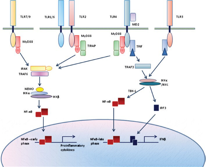 TLR signalling pathways: TLRs signal through myeloid differentiation primary response gene 88 (MyD88) or/and TIR-domain-containing adapter-inducing interferon-β (TRIF)-dependent pathways. TLRs 1, 2, 5, 7, 9 require the adaptor MyD88 for their action, whereas TLR3 signals through TRIF-dependent pathway. TLR4 on the other hand activates both MyD88 and TRIF dependent pathways and may induce pro-inflammatory cytokines as well as IFNβ. MyD88 recruits TNF receptor associated factor-6 (TRAF6) and members of the interleukin-1 receptor-associated kinase (IRAK) family, which in turn causes phosphorylation of IκB, after proteasomal degradation of which NFκB dimers are translocated into the nucleus where they cause induction of proinflammatory cytokines. TRIF recruits TRAF3, which through its interaction with serine/threonine-protein kinase 1 (TBK1) and IKKi causes phosphorylation of interferon regulatory factor 3 (IRF3). Phosphorylated IRF3 dimerizes and translocates into the nucleus where it causes induction of interferon β (IFNβ). TIRAP, TIR domain-containing adaptor protein; NEMO, NF-kappa-B essential modulator.