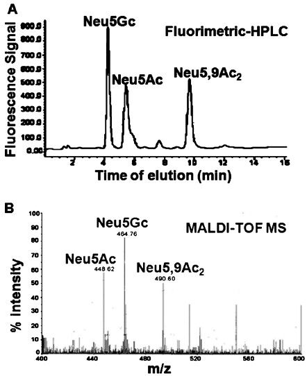 Identification of sialic acids of Pseudomonas aeruginosa (PA) by analytical methods. (A) Fluorimetric-HPLC of 1,2-diamino-4,5-methyleneoxybenzene (DMB) derivatized sialic acids. A representative fluorimetric reverse phase HPLC profile of DMB derivatized sialic acids purified from PA. Three intense peaks were observed corresponding to Neu5Ac, Neu5Gc and Neu5,9Ac2. Reproduced with permission from John Wiley and Sons, Oxford, UK (FEBS Lett2010; 584: 555-61). B. MALDI-TOF-MS spectra of the total sialic acids from PA. Sialic acids were purified from PA+Sias and derivatized with 1,2-diamino-4,5-methyleneoxybenzene (DMB). These were analyzed by MALDI-TOF MS on a target with an equal volume of matrix (2,5-dihydroxybenzoic acid). All mass spectra were recorded in the positive ion mode. Sodium cationized molecular ions of Neu5Ac, Neu5Gc and Neu5,9Ac2 peaks having m/z at 448.7, 464.8 and 490.6, respectively are shown. Reproduced with permission from John Wiley and Sons, Oxford, UK (FEBS Lett 2010; 584: 555-61).