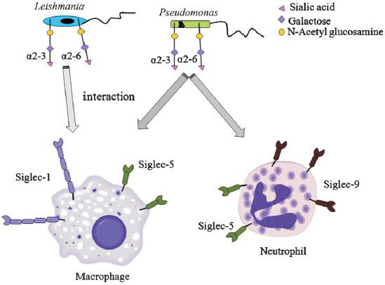 Interaction of pathogens through linkage-specific sialic acids with different siglecs present on neutrophil and macrophages. The two pathogens namely L.donovani and P. aeruginosa contain α2,3 and α2,6 linked sialic acids on their surface. These linkage-specific sialic acids bind with siglec-1 and siglec-5 present on macrophages whereas siglec-5 and siglec-9 present on neutrophils.