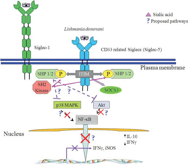 Schematic diagram of the proposed pathway of CD33 siglec-mediated suppression of cellular function in Leishmania infection. On macrophage, after ligand (present on various pathogen surface) binding with CD33 related siglecs, immunoreceptor tyrosine-based inhibition motif (ITIM) present on the cytosolic portion of siglecs get activated by phosphorylation with SH2 family kinases (Lyn, Syk). Then Src homology 2 domain-containing phosphatases 1 and 2 (SHP1 and SHP2) bind with the ITIM and get activated. These activated SHPs further dephosphorylate various signaling molecules and suppress cellular activation. The target of SHPs might be p38 mitogen-activated protein kinases (p38 MAPK) or Akt or nuclear factor kappa-light-chain-enhancer of activated B cells (NF-kβ) and ultimately downregulate the effector functions of the cell. In macrophages this siglec-mediated pathway might regulate the polarization of macrophage function towards anti-inflammatory type by reducing Th1 cytokines (IFNγ) and increasing Th2 cytokines (IL-10) along with downregulating inducible nitric oxide synthase (iNOS) gene expression for nitric oxide (NO) secretion.