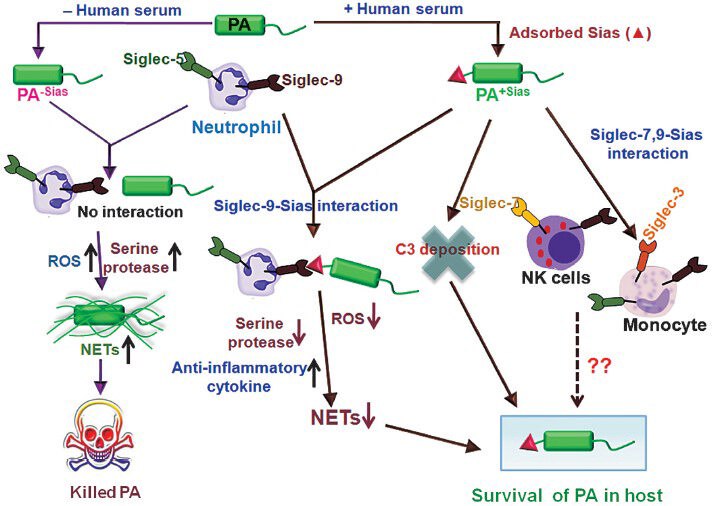 Schematic diagram of proposed mechanism for survival of PA+Sias in hostile environment. Schematic representation of interaction of PA+Sias with immune cells through siglecs and their survival in host by dampening host innate immune response is shown. PA adsorbed sialic acids from host serum (PA+Sias). PA+Sias associated with immune cells (NK-cells, monocytes and neutrophils) through sialic acids-siglecs (siglec-7 and siglec-9, respectively) interaction. Neutrophils produced reduced amount of reactive oxygen species, serine proteases (elastase) and neutrophil extracellular traps (NETs) through siglec-9-sialic acids interaction with PA+Sias. At the same time, due to such interaction neutrophils enhanced anti-inflammatory cytokines production leading to survival of PA+Sias within host. Sialic acids on PA resist complement deposition directing survival of PA+Sias. On the other hand, PA cultured in sialic acids free medium (PA-Sias) exhibited no interaction with neutrophils. Therefore, neutrophils produced increased secretion of reactive oxygen species, serine proteases (elastase) followed by neutrophil extracellular traps (NETs) formation leading to effective clearance of PA. Reproduced with permission from Society for Leukocyte Biology, Bethesda, USA (J Leukoc Biol 2012; 91: 641-55).