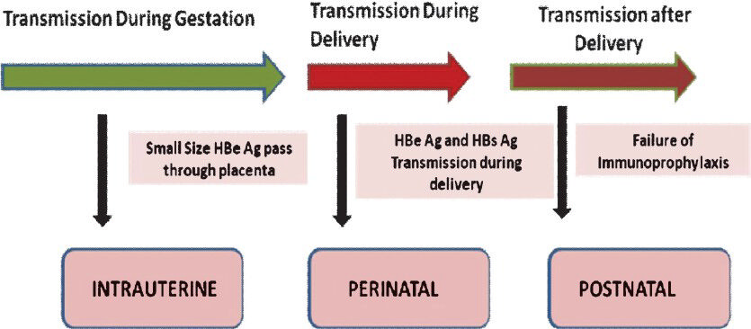 Secretory proteins crossing the placenta and vertical transmission through during and after delivery.