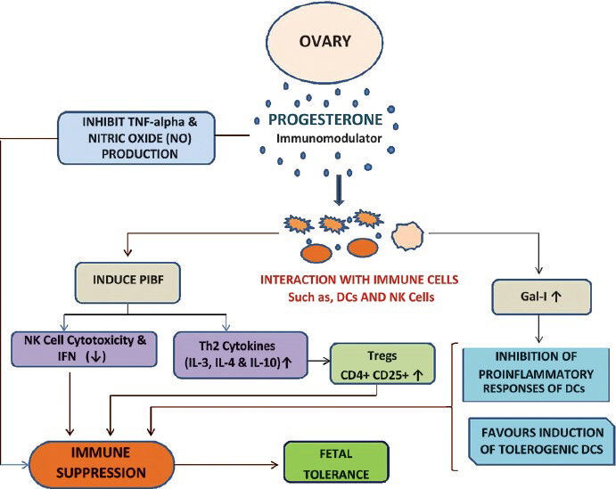 Release of hormones induce immune suppression and fetal tolerance during pregnancy.