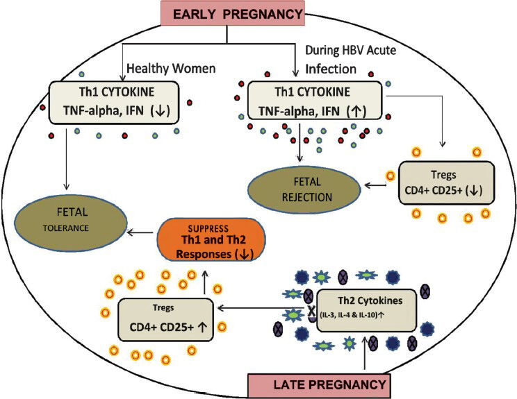 Role of regulatory T-cells in regulating Th1/Th2 response leading to fetal rejection of fetal tolerance.
