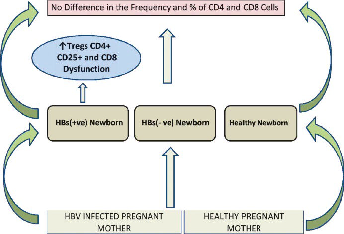 Immune response in HBV infected pregnant mothers and its outcomes.