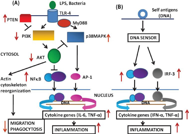 Normal signaling pathways and alterations in aged DCs in response to lipopolysaccharide (LPS)/bacteria (A), and in response to self antigen (DNA). IRF-3: Interferon responsive factor-3. Black arrows show normal responses; red arrows show changes in aged DCs. In ageing, in response to exogenous stimuli (LPS/Bacteria) there is an impairment in P13 kinase signaling pathway that is associated with decreased phosphorylation of AKT resulting in decreased migration and phagocytosis, and increased NF-κB activation resulting increased proinflammatory cytokine production (A). In response to self DNA (B) aged DCs secrete proinflammatory cytokines and T-cell proliferation indicating increased reactivity to self antigen.