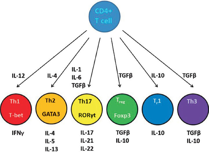 CD4+ T cell differentiation and cellular phenotype. Naïve CD4+ T cells can differentiate into several different types of T helper (Th) or regulatory T (Treg or Tr) cells depending on the cytokine environment in which these are activated. The regulating transcription factors of these subsets and their characteristic effector cytokines are shown. (CD, cluster of differentiation; GATA3, GATA binding protein 3; T-bet, T-box expressed in T cells; RORγt, retinoic acid receptor-related orphan receptor gamma; Foxp3, Forkhead box p3; IL, interleukin; IFN, interferon; TGF, transforming growth factor.