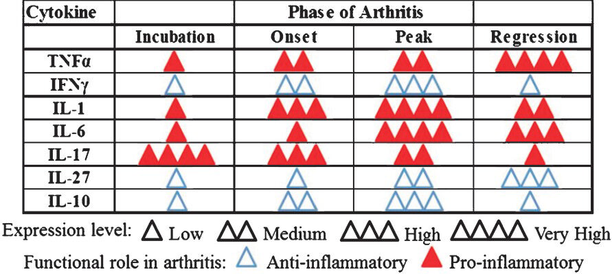 The dynamics of cytokine expression during the course of adjuvant arthritis. Adjuvant arthritis (AA) in the Lewis rat, induced following immunization with heat-killed M. tuberculosis H37Ra, displays distinct phases of the disease. These phases include incubation, onset, peak and regression. Proinflammatory cytokines play a vital role in the initiation and progression of arthritis, whereas anti-inflammatory cytokines facilitate regression of inflammatory arthritis. The levels of cytokines represented by the number of triangles are relative to each phase for that particular cytokine. (IL, interleukin; IFN, interferon; TNF, tumour necrosis factor). Source: Refs 22, 23, 27, 65, 66