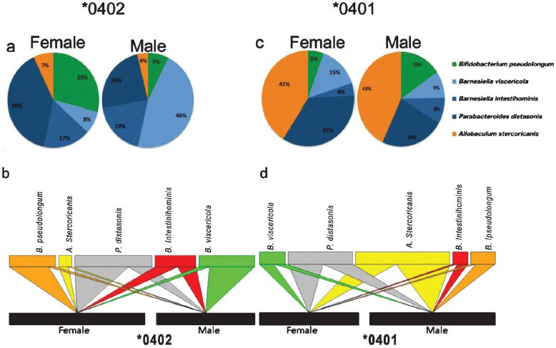 Relative abundance of OTUs in the faecal microbiomes of male and female *0401 and *0402 mice. (A) *0402 females show significantly higher relative abundances of Bifidobacterium-Parabacteroides OTUs while males harbour high levels of Barnesiella viscericola. (B) Bipartite interaction matrix plot showing the relationships between the main OTUs detected in male and female *0402 mice. (C) Male *0401 mice gut microbiome has higher frequency of Bifidobacteria compared to females. (D) Bipartite interaction matrix plot showing the relationships between the main OTUs detected and sex. The position, width and direction of the upper multicolor blocks and wedges show how abundant each OTU is in males or females. Source: Ref. 79.