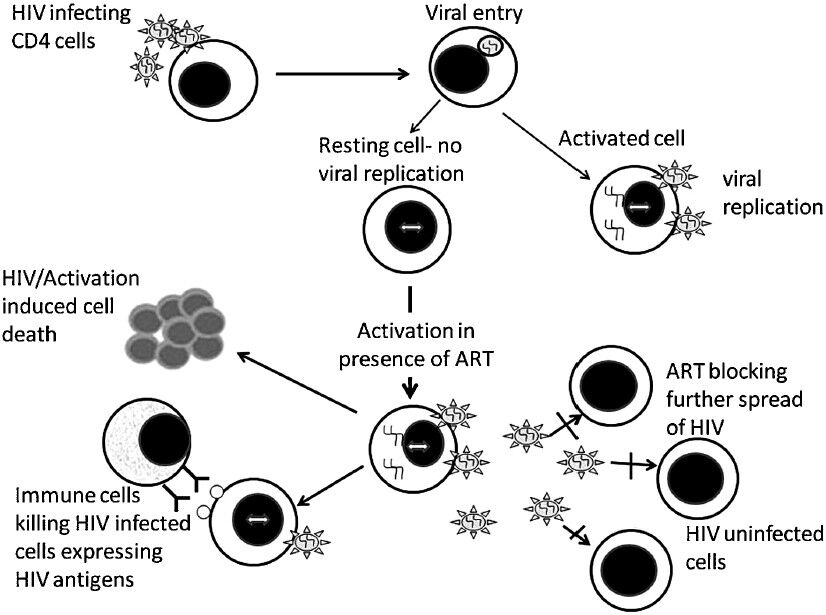Activation of latent HIV as a strategy for HIV cure: Anti-latency agents used for activating latent HIV proviruses present in CD4+ T cells cause cell death induced by HIV as well as by cellular activation and immune cell mediated lysis. These agents are to be used in combination with HAART to prevent further HIV spread to uninfected CD4+ T cells.