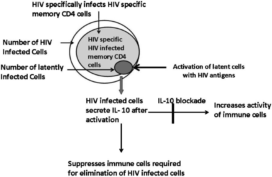 Activation of latent HIV by antigens- Findings of the NARI study: Since the pool of HIV infected cells consists of HIV specific CD4 memory cells, it is possible to reativate HIV from these cells with HIV antigens. These cells also include HIV reservoirs which are essentially latently infected cells. HIV infected cells predominately secrete IL-10 upon reactivation, which can suppress immune cells required for elimination of HIV infected cells. Hence, IL-10 blockade is essential to eliminate these cells by activation.