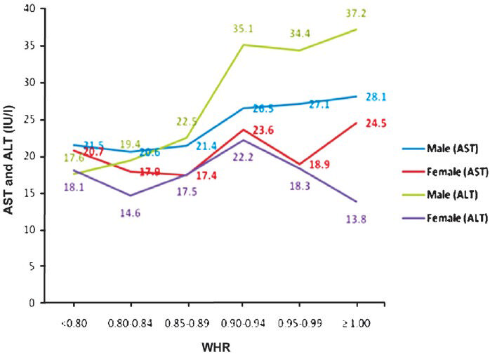 Correlation of WHR with aspartate and alanine aminotransferases (AST and ALT).
