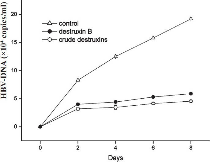 Inhibitory effect of 2.0 μg/ml of crude destruxins on HBV DNA replication in HepG2.2.15 cells after a different time of treatment. HepG2.2.15 cells were treated without or with 2.0 μg/ml of crude destruxins or 2.0 μg/ml of destruxin B and incubated for 2, 4, 6, 8 days. The medium with drug was changed every two days and the amount of HBV DNA in culture medium was determined by real-time quantitative PCR. Data are expressed as mean ± SD (n=3).