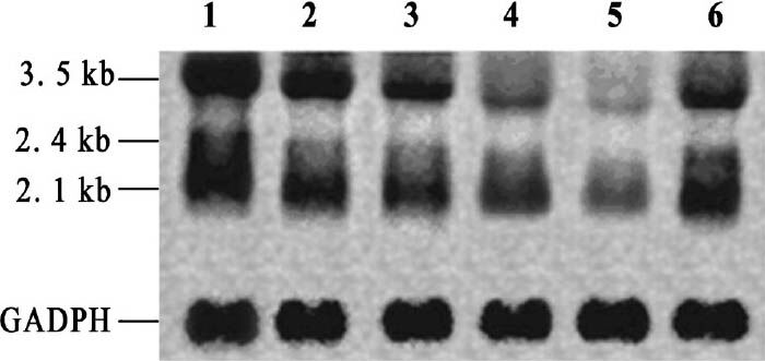 Effect of crude destruxins on total HBV mRNA level in HepG2.2.15 cells. HepG2.2.15 cells were plated into 24-well plates at a density of 2×104 per well and treated with drugs (crude destruxins or destruxin B) or without (negative control conditions) in serum free DMEM medium for 48 h. Total HBV mRNA was extracted and analyzed by Northern hybridization. In Lane 1-CK (without drugs), 2, 3, 4, 5 - crude destruxins (1.0, 2.0,3.0, 4.0 μg/ml), 6 - destruxin B (2.0 μg/ml). The crude destruxins decreased 3.5 kb, 2.4/2.1 kb HBV transcripts in a dose-dependent manner. The constitutively expressed glyceraldehyde-3-phosphate dehydrogenase (GAPDH) RNA level was used as an internal control.