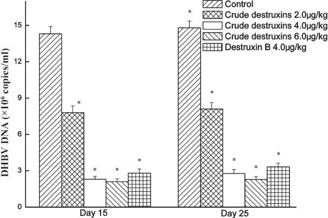 In vivo inhibitory effect of crude destruxins on the replication of duck serum DHBV-DNA. Ducks were treated with crude destruxins (2.0, 4.0, 6.0 μg/kg) or destruxin B (4.0 μg/kg) once a day for 15 days. After the treatment, ducks were maintained for additional 10 days. Serum DHBV-DNA levels were quantified by real-time quantitative PCR. Data are expressed as mean ± SD (n=5). *P<0.05 compared to control.
