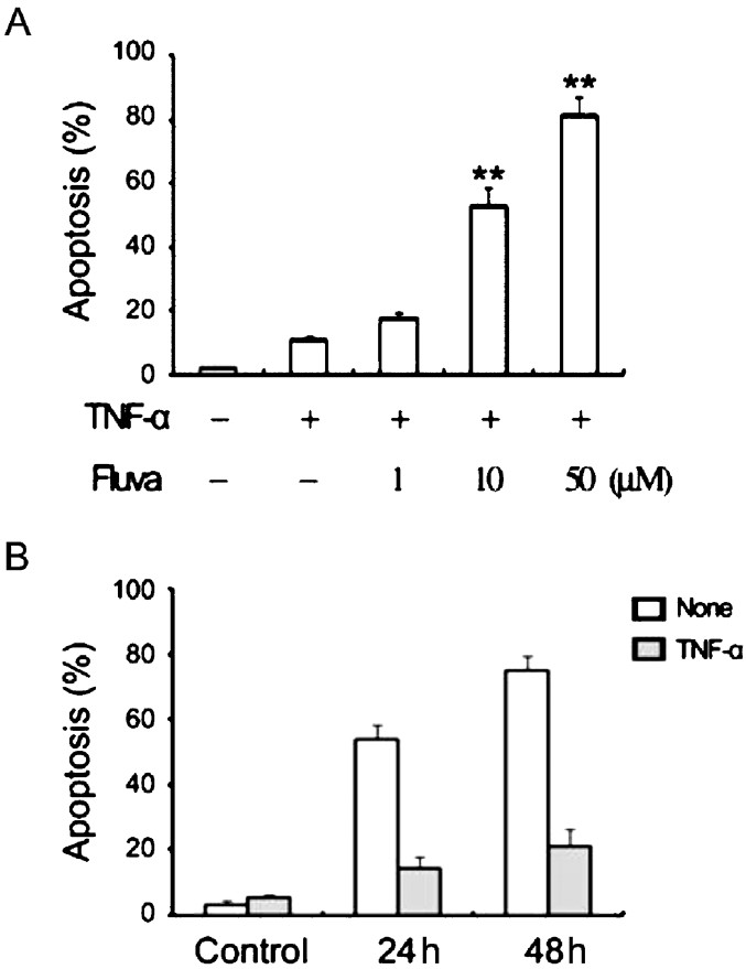 Influence of fluvastatin on the apoptosis of TNFα-stimulated SW982 synovial cells. Apoptosis was measured by flow cytometry after staining with annexin V. (A) The escalated fluvastatin concentrations (0-50 μM) resulted in a linear increase in the apoptotic response. (B) Cells were cultured for various durations (0-48 h) in the presence of 10 μM fluvastatin. **P<0.01compared to control (medium only).