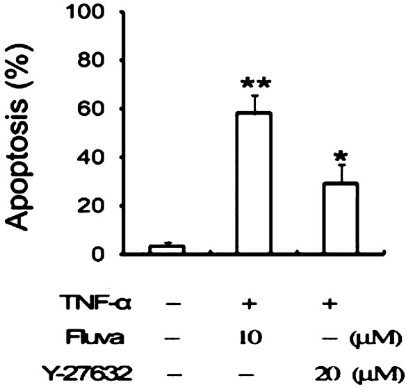 Effects of RhoA kinase inhibitors on apoptosis of TNF-α-stimulated SW982 cells. Cells were incubated for 48 h with medium alone, 10 μM fluvastatin, or 20 μM Y-27632. Apoptosis was measured by flow cytometer after staining with annexin V. *P<0.05, **P<0.01 compared to control (medium only).