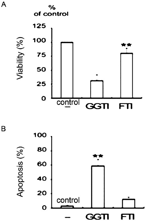 Effects of the geranylgeranyl transferase inhibitor GGTI-298 and the farnesyl transferase inhibitor FTI-277 on cell viability and apoptosis. TNFα-stimulated SW982 cells were incubated with 10 μM GGTI-298 or 10 μM FTI-277. The geranylgeranyl transferase inhibitor, but not the farnesyltransferase inhibitor, induced apoptosis. Data were obtained from duplicate experiments using three different samples. (A) Cell viability was determined by MTT assays. **P<0.01 compared between CGTI and FTI. (B) Apoptosis was measured by flow cytometry after staining with annexin V. **P<0.01 compared to control (medium only).
