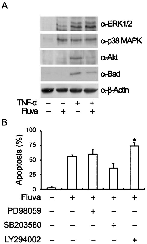 Effects of fluvastatin on the phosphorylations of ERK1/2, p38 MAPK, Akt, and Bad. After treatment with fluvastatin, phospho-Akt expression was suppressed whereas phosphorylations of ERK1/2 and p38 MAPK were sustained. Furthermore, phospho-Bad expression was significantly reduced. (A) TNFα-stimulated SW982 cells were treated with fluvastatin for 24 h. Cell lysates were subjected to SDS-PAGE and immunoblotted with anti-phospho-ERK1/2, anti-phospho-p38 MAPK, anti-phospho-Akt, or anti-phospho-Bad antibodies. Equal amounts of protein were loaded in each lane, and equal loading was confirmed by immunoblotting with an anti-β-actin antibody. (B) TNFα-stimulated SW982 cells were incubated for 24 h in the presence of 10 μM fluvastatin, 50 μM PD98059, 10 μM SB203580, or 15 μM LY294002. Apoptosis was measured by flow cytometry after staining with annexin V. The results are representative of two independents experiments. *P<0.05 compared to control (medium only).