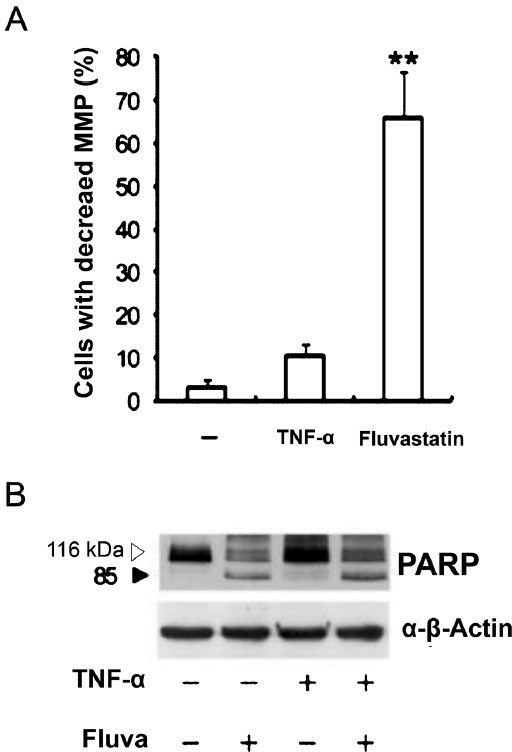 Effects of fluvastatin on mitochondrial transmembrane potentials (MMP) and PARP cleavage activity. TNFα-stimulated SW982 cells were cultured for 24 h in the presence of 10 μM fluvastatin. (A) Cells were stained with JC-1. Data are representative of three independent experiments. MMP, mitochondrial membrane potential. (B) The expression of cleaved PARP was detected by immunoblotting. The results are representative of two independent experiments. **P<0.01 compared to control (medium only).