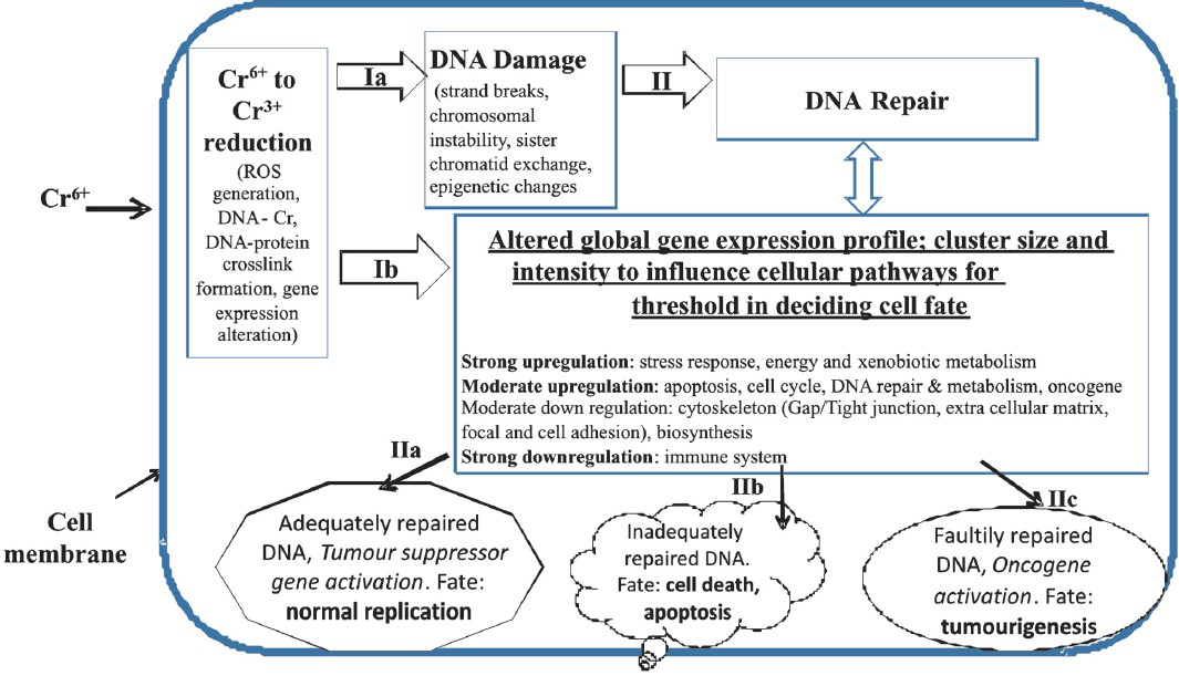 Sequentially, Cr6+, after the cellular uptake, can undergo metabolic reduction causing ROS generation, DNA damage (via route ‘1a’), and/or the altered gene expression in exposed cells (via route ‘1b’). In absence of ‘adequate DNA repair’ and the persistence of DNA damage, there could be limited options for the exposed cells. With ‘adequate-to-survive DNA repair’ option, toxicant exposed cells may either restore the normal process of cell growth & differentiation (via route ‘IIa’); or with ‘unrepaired or faultily-repaired-DNA option, cells may proceed to toxicity like cytotoxicity, necrosis, apoptosis (via route ‘IIb’) or to transformation into tumour phenotype (via route ‘IIc’). Hypothetically, this is a critical and decision-making step in Cr6+ exposed cell for cell fate decisions that can be accomplished by the dose specific change in cytogenomics profile, gene expression intensity, status of DNA repair, and pathways for navigation of Cr6+ toxicity.