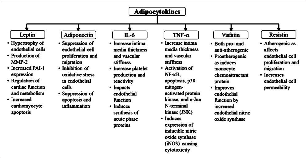 Overview of adipocytokines in relation to cardiovascular diseases. IL-6, interleukin-6; MMP, matrix metalloproteinases; NKκB, nuclear factor kappa-light-chain-enhancer of activated B cells; PAI, plasminogen activator inhibitor-1; TNF-α, tumour necrosis factor-alpha.