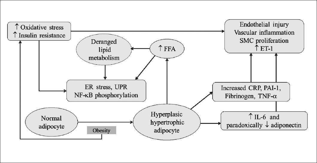 Model for obesity, inflammation and vascular endothelial changes. ER, endoplasmic reticulum; NFκβ, nuclear factor kappa beta; IL-6, interleukin-6; CRP, C-receptive protein; PAI-1, plasminogen activator inhibitor-1; TNF-α, tumour necrosis factor-alpha; FFA, free fatty acids; SMC, smooth muscle cells; UPR, unfolded protein response.