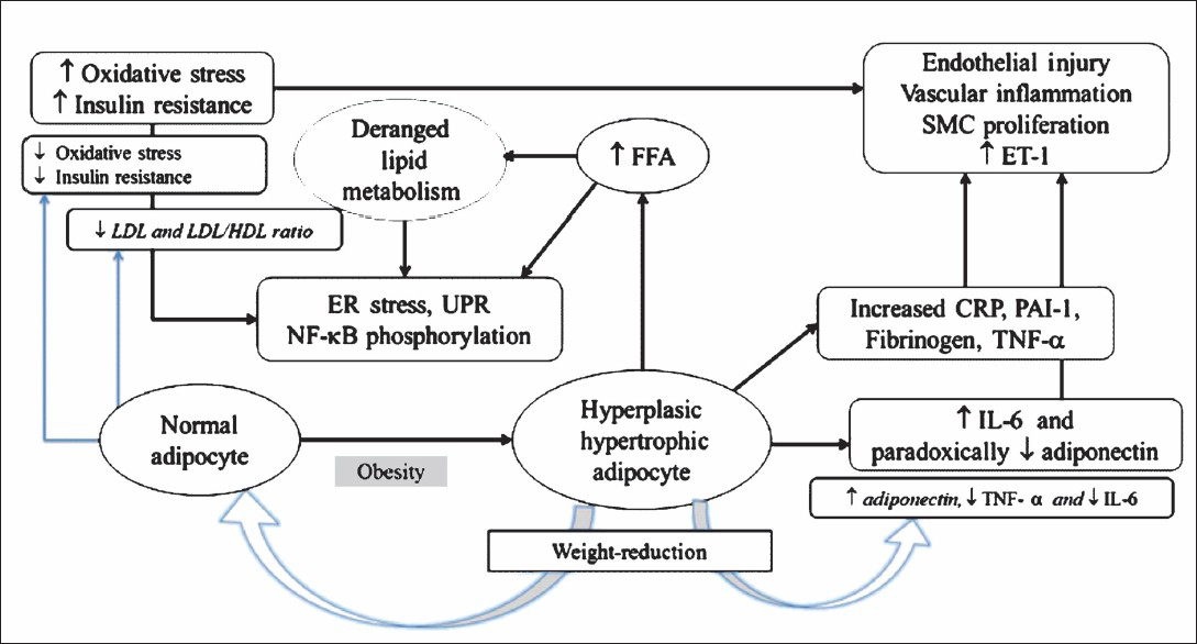 Lifestyle intervention modifies various steps of vascular inflammation and pathogenesis of cardiovascular disease. ER, endoplasmic. ER, endoplasmic reticulum; NFκβ, nuclear factor kappa beta; IL-6, interleukin-6; CRP, C-receptive protein; PAI-1, plasminogen activator inhibitor-1; TNF-α, tumour necrosis factor-alpha; FFA, free fatty acids; SMC, smooth muscle cells; UPR, unfolded protein response.