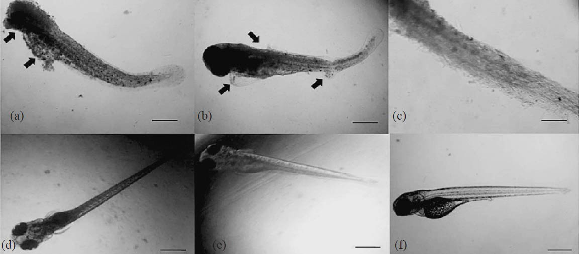MRSA infected zebrafish embryos treated with C23 elution at 3 dpf. (a) Arrows indicating muscle degradation in the infected eye and yolk sac of 1 μg/ml C23 treated embryo. Scale bar 200 μm. (b) Infected pericardial cavity and trunk region at 5 μg/ml. Scale bar 200 μm. (c) Trunk region showing muscle or somite damages in MRSA treated embryos at 5 μg/ml. Scale bar 50 μm. (d) Uninfected live embryo at 10 μg/ml of C23. Scale bar 200 μm. (e) Uninfected live embryo at 12 μg/ml of vancomycin treatment. Scale bar 200 μm. (f) Untreated embryo. Scale bar 200 μm.