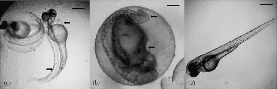 Toxicity assessment of anti-MRSA molecule C23 from S. rubrolavendulae ICN3. (a) Arrows indicating the bradycardia and trunk flexure at 50 μg/ml. Scale bar 150 μm (2 dpf). (b) Trunk flexure and yolk sac oedema at 50 μg/ml. Scale bar 100 μm (2 dpf). (c) Untreated embryo. Scale bar 100 μm (2 dpf). LC50 was determined by probit analysis as 60.49 μg/ml (with 95% Confident limit). The lower and upper limits were calculated as 54.51μg/ml - 66.08 μg/ml.